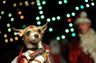 Illustration for article titled For Some Dogs, The Holidays Are Ruff